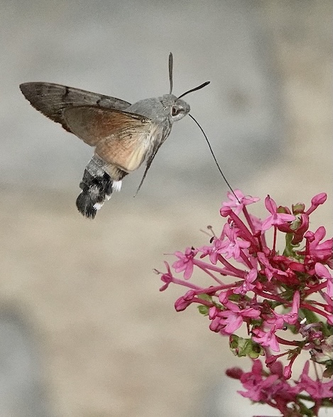 hummingbird hawkmoth